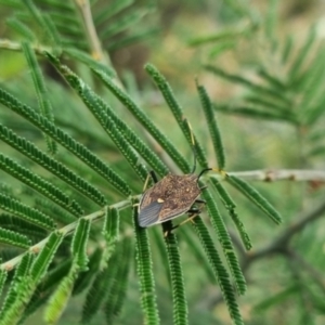 Poecilometis strigatus at QPRC LGA - 23 Mar 2024