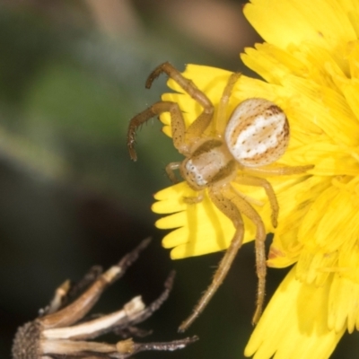 Australomisidia cruentata (Blood-stained Flower Spider) at Gungaderra Grasslands - 22 Mar 2024 by kasiaaus