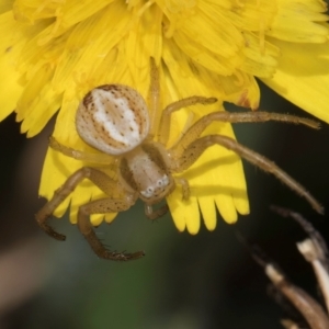 Australomisidia cruentata at Undefined Area - 22 Mar 2024 02:03 PM