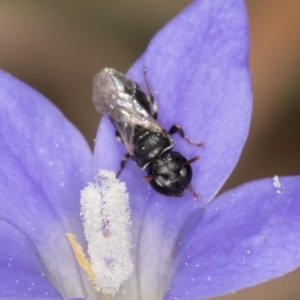 Hylaeus (Prosopisteron) sp. (genus & subgenus) at Gungaderra Grasslands - 22 Mar 2024 02:10 PM