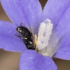 Hylaeus (Prosopisteron) sp. (genus & subgenus) at Gungaderra Grasslands - 22 Mar 2024