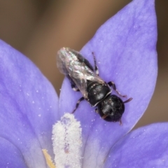 Hylaeus (Prosopisteron) sp. (genus & subgenus) at Gungaderra Grasslands - 22 Mar 2024 02:10 PM