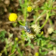 Muscoidea (super family) at North Mitchell Grassland  (NMG) - 22 Mar 2024 by HappyWanderer