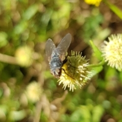 Muscoidea (super family) at North Mitchell Grassland  (NMG) - 22 Mar 2024 12:37 PM