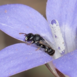 Hylaeus (Prosopisteron) sp. (genus & subgenus) at Gungaderra Grasslands - 22 Mar 2024