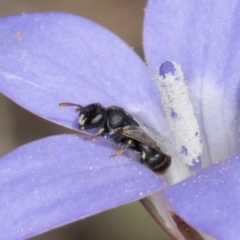 Hylaeus (Prosopisteron) sp. (genus & subgenus) (Masked Bee) at Gungaderra Grasslands - 22 Mar 2024 by kasiaaus