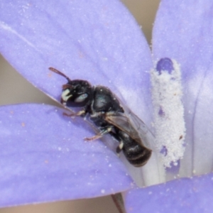 Hylaeus (Prosopisteron) sp. (genus & subgenus) at Gungaderra Grasslands - 22 Mar 2024