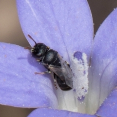 Hylaeus (Prosopisteron) sp. (genus & subgenus) at Gungaderra Grasslands - 22 Mar 2024