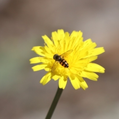 Syrphidae (family) (Unidentified Hover fly) at Budjan Galindji (Franklin Grassland) Reserve - 22 Mar 2024 by HappyWanderer