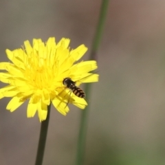Syrphidae (family) at North Mitchell Grassland  (NMG) - 22 Mar 2024