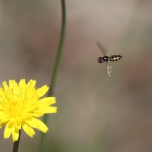 Syrphidae (family) at Undefined Area - 22 Mar 2024 01:01 PM