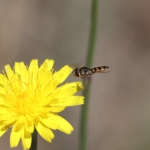 Syrphidae (family) at Undefined Area - 22 Mar 2024 01:01 PM