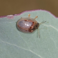 Paropsisterna m-fuscum (Eucalyptus Leaf Beetle) at Lyons, ACT - 22 Mar 2024 by AlisonMilton