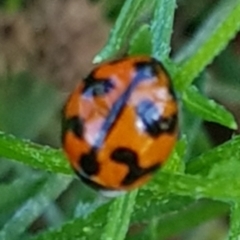 Coccinella transversalis (Transverse Ladybird) at North Mitchell Grassland  (NMG) - 22 Mar 2024 by HappyWanderer