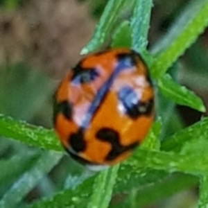 Coccinella transversalis at North Mitchell Grassland  (NMG) - 22 Mar 2024 12:32 PM