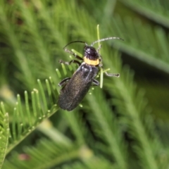 Chauliognathus lugubris (Plague Soldier Beetle) at Lyons, ACT - 22 Mar 2024 by AlisonMilton