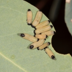 Paropsisterna cloelia (Eucalyptus variegated beetle) at Oakey Hill - 22 Mar 2024 by AlisonMilton