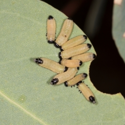 Paropsisterna cloelia (Eucalyptus variegated beetle) at Lyons, ACT - 21 Mar 2024 by AlisonMilton