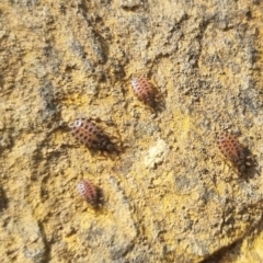 Aradidae sp. (family) (Flat bug) at Bungendore, NSW - 23 Mar 2024 by clarehoneydove