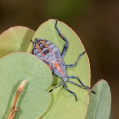 Amorbus alternatus (Eucalyptus Tip Bug) at Lyons, ACT - 21 Mar 2024 by AlisonMilton