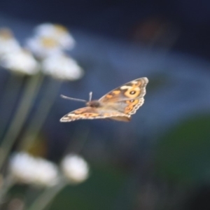 Junonia villida at North Mitchell Grassland  (NMG) - 22 Mar 2024 01:19 PM