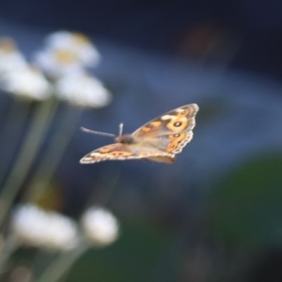 Junonia villida (Meadow Argus) at North Mitchell Grassland  (NMG) - 22 Mar 2024 by HappyWanderer