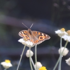 Junonia villida at North Mitchell Grassland  (NMG) - 22 Mar 2024 01:19 PM