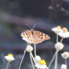 Junonia villida at North Mitchell Grassland  (NMG) - 22 Mar 2024