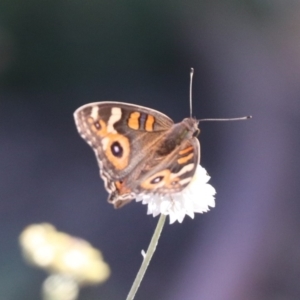 Junonia villida at North Mitchell Grassland  (NMG) - 22 Mar 2024 01:19 PM