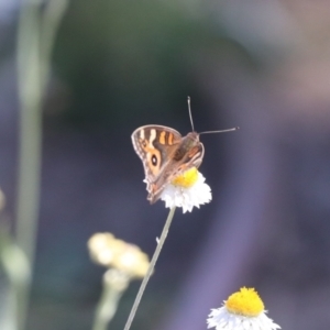 Junonia villida at North Mitchell Grassland  (NMG) - 22 Mar 2024 01:19 PM