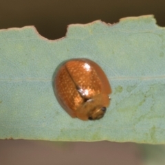 Paropsisterna cloelia (Eucalyptus variegated beetle) at Lyons, ACT - 22 Mar 2024 by AlisonMilton