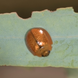 Paropsisterna cloelia at Lyons, ACT - 22 Mar 2024
