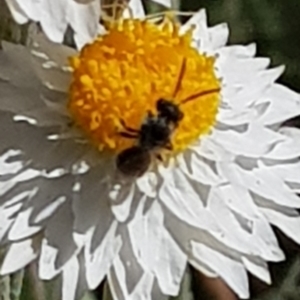 Lasioglossum sp. (genus) at North Mitchell Grassland  (NMG) - 22 Mar 2024