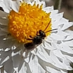 Lasioglossum sp. (genus) at North Mitchell Grassland  (NMG) - 22 Mar 2024