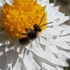 Lasioglossum sp. (genus) at North Mitchell Grassland  (NMG) - 22 Mar 2024