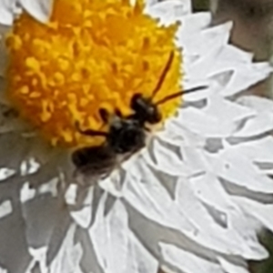 Lasioglossum sp. (genus) at North Mitchell Grassland  (NMG) - 22 Mar 2024