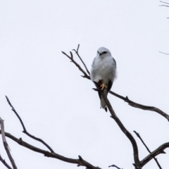 Elanus axillaris (Black-shouldered Kite) at Wingecarribee Local Government Area - 23 Mar 2024 by Aussiegall