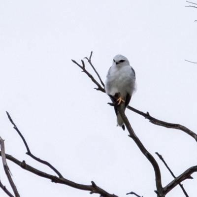 Elanus axillaris (Black-shouldered Kite) at Wingecarribee Local Government Area - 23 Mar 2024 by Aussiegall