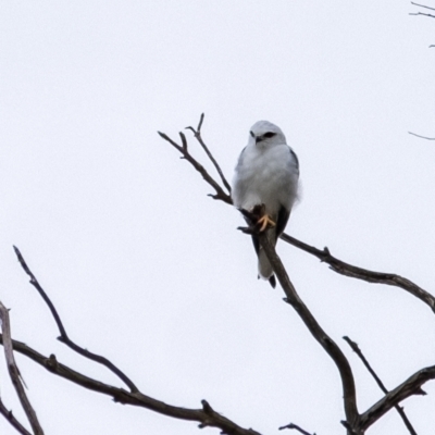 Elanus axillaris (Black-shouldered Kite) at Burradoo, NSW - 23 Mar 2024 by Aussiegall