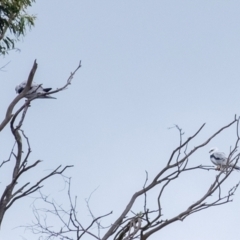 Elanus axillaris at Wingecarribee Local Government Area - 23 Mar 2024 11:03 AM