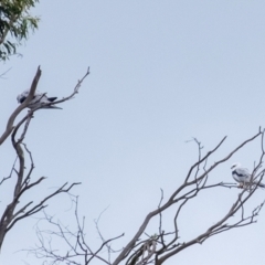 Elanus axillaris at Wingecarribee Local Government Area - 23 Mar 2024