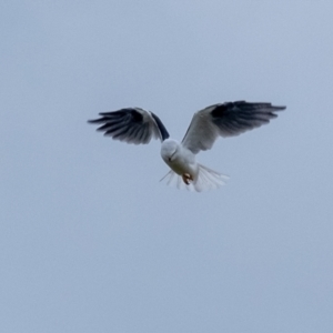 Elanus axillaris at Wingecarribee Local Government Area - 23 Mar 2024