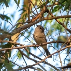 Pachycephala pectoralis (Golden Whistler) at Penrose - 21 Mar 2024 by Aussiegall