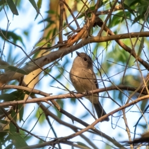 Pachycephala pectoralis at Wingecarribee Local Government Area - 21 Mar 2024 06:15 PM