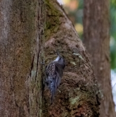 Cormobates leucophaea (White-throated Treecreeper) at Penrose, NSW - 21 Mar 2024 by Aussiegall