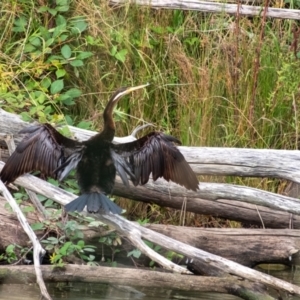 Anhinga novaehollandiae at Wingecarribee Local Government Area - 23 Mar 2024 10:05 AM
