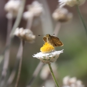 Ocybadistes walkeri at North Mitchell Grassland  (NMG) - 22 Mar 2024