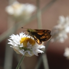 Ocybadistes walkeri at North Mitchell Grassland  (NMG) - 22 Mar 2024 01:19 PM