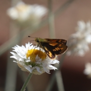 Ocybadistes walkeri at North Mitchell Grassland  (NMG) - 22 Mar 2024 01:19 PM