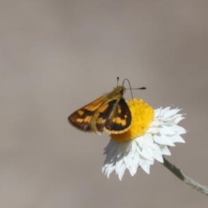 Ocybadistes walkeri at North Mitchell Grassland  (NMG) - 22 Mar 2024